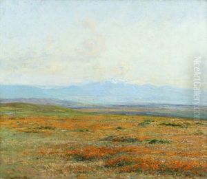 Poppies