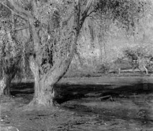 Sunlight Study / A California Scene by John Frost