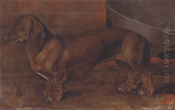 "janita" K.c.s.b. 36511, A Dachshund - view 1