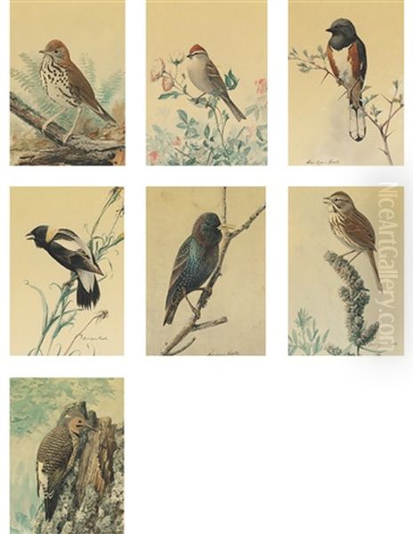 Studies Of Birds (7 Studies) - view 1