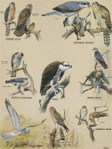 Members Of The Hawk Family by Louis Agassiz Fuertes
