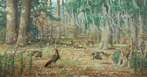 Wild Turkey by Louis Agassiz Fuertes