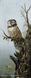 Perching Owl