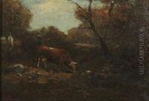 Cows In The Woods Cows In The Woods