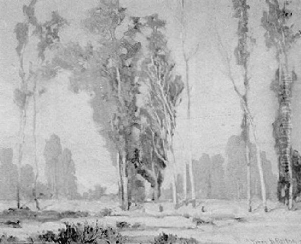 Eucalyptus Trees In A California Landscape - view 1