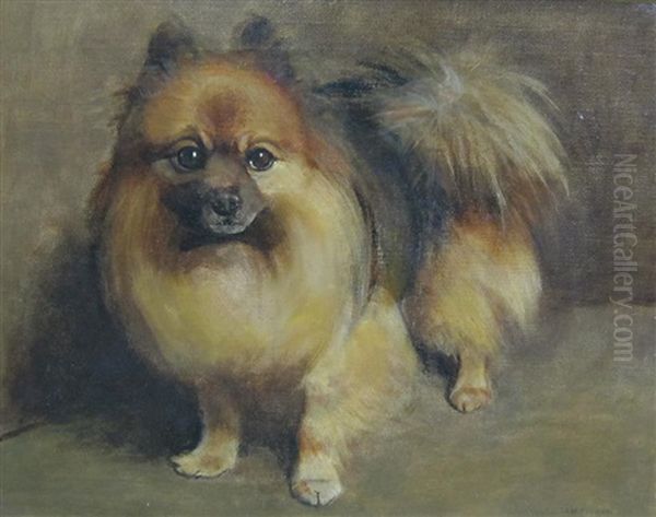A Pomeranian Dog - view 1