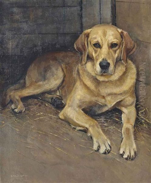 'luath', The Labrador - view 1