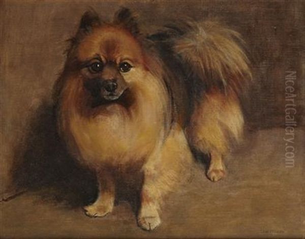 Pomeranian - view 1