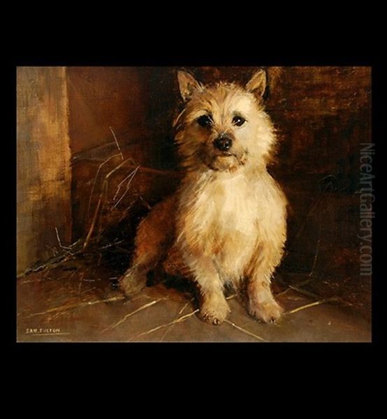 A Cairn Terrier - view 1