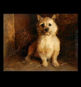 A Cairn Terrier
