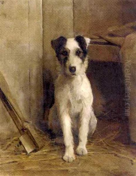Rough Coated Jack Russell Terrier Puppy - view 1