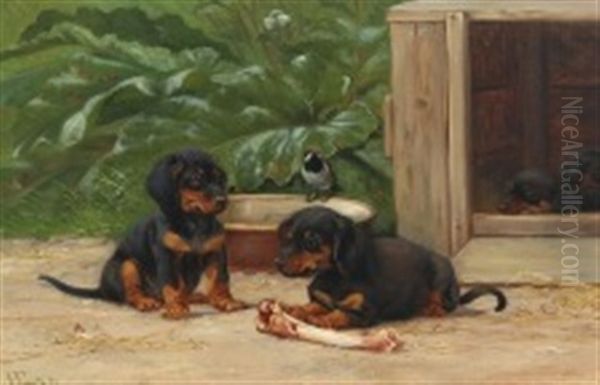 Dachshund Puppies - view 1