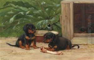 Dachshund Puppies