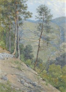 Lichte Waldpartie Am Hang Lichte Waldpartie Am Hang