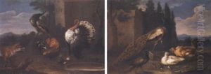 Paon, Poules Et Perdrix Dans Un Poulailler