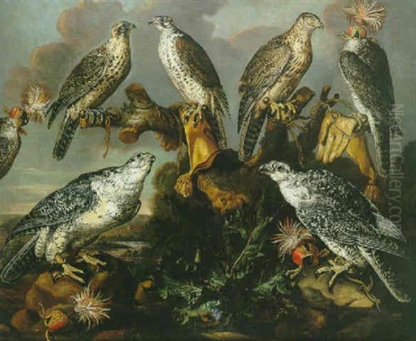 Sept Faucons Pelerins Perches Sur Des Rochers Avec Des Gants De Fauconniers Et Des Capuchons - view 1
