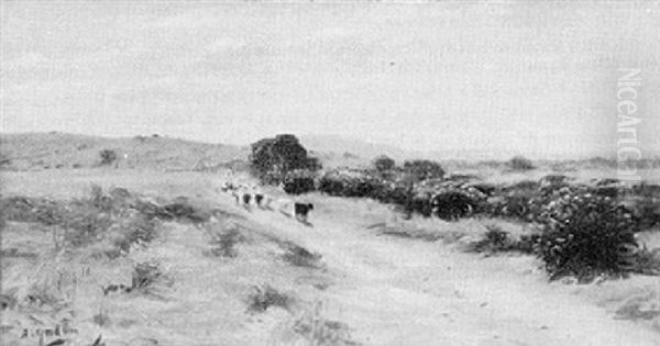Troupeau De Chevres En Afrique Du Nord - view 1