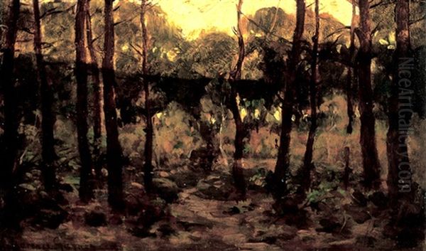 Forest Trail - view 1