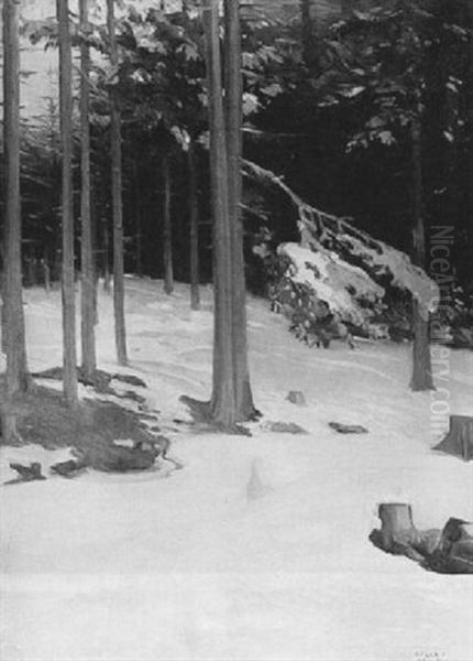 Pine Trees Under Snow - view 1