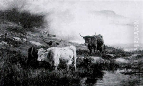 Highland Cattle Watering - view 1