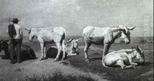 Los Burros En El Camino