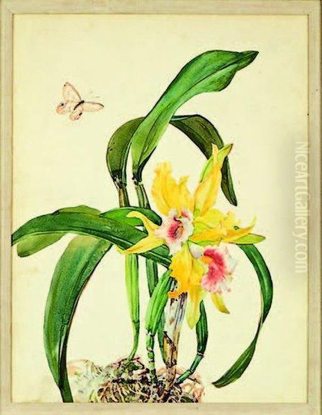 A Pair Of Cattelya Orchid Studies - view 1