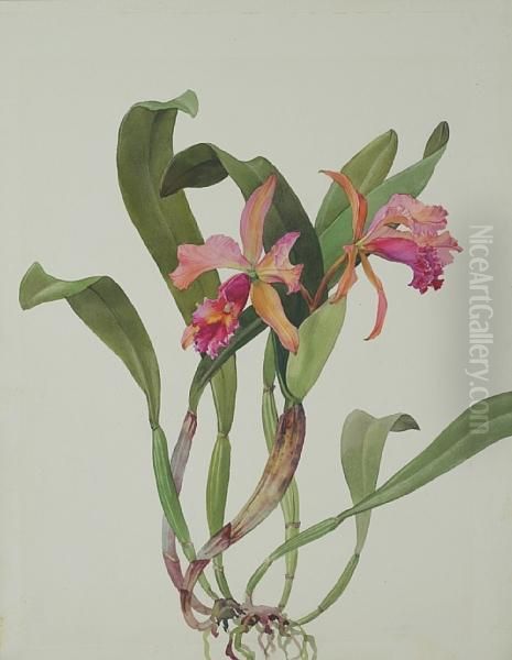 Day Joy Orchid - view 1