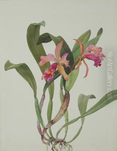 Day Joy Orchid