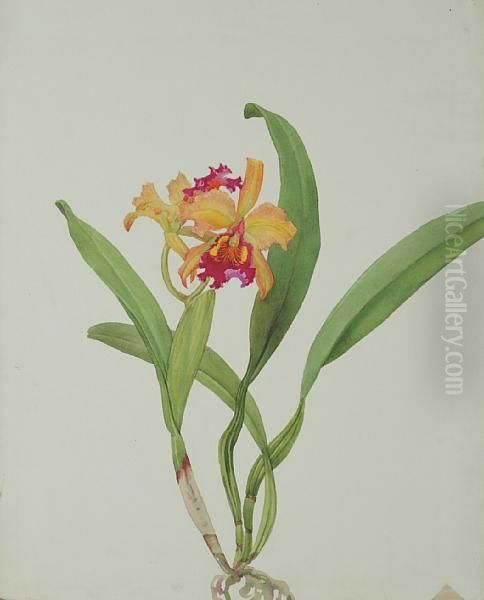 Lc Forminii Orchid - view 1