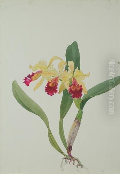 C. Edith G. Mclaine Orchid - view 1