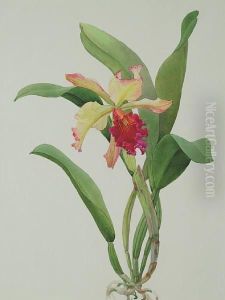 L.c. Derna Orchid by Andrey Avinoff