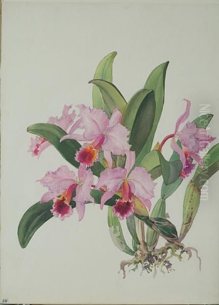 C. Percivaliana Orchid - view 1