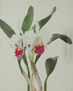 C. Trimos Alba Orchid by Andrey Avinoff