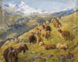 Schafe Und Ziegen Auf Der Hochalm