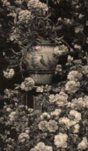 Still Life Of Roses And Carnations