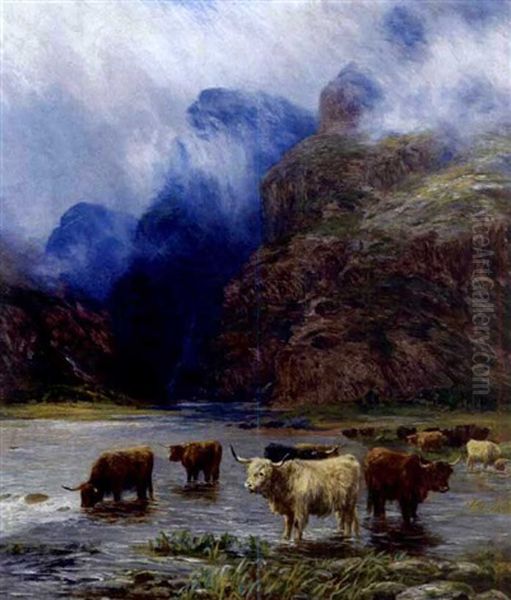 Highland Cattle Watering - view 1