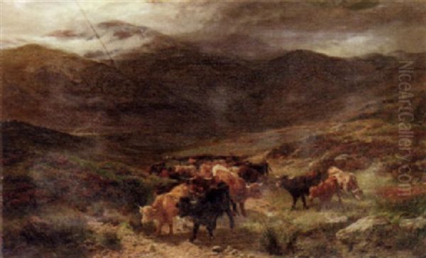 Driving A Herd Of Highland Cattle - view 1