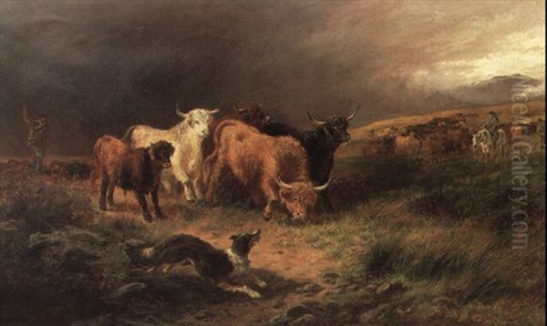 Herding Highland Cattle - view 1