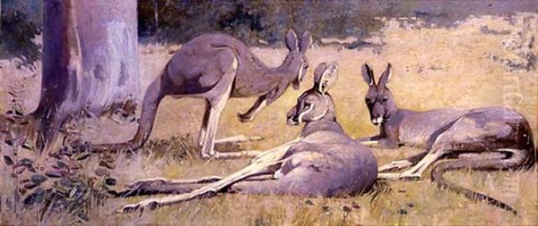 Three Grey Kangaroos - view 1