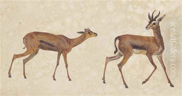 Two Studies Of Antelope - view 1