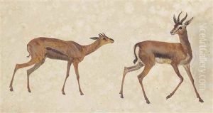 Two Studies Of Antelope