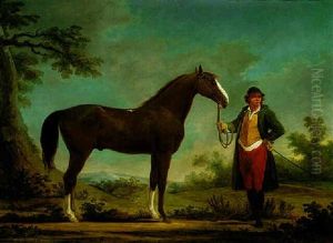 A Bay Hunter Held By His Owner In A Landscape