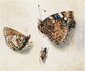 Schmetterlinge Und Ein Insekt / Farfalla Con Insetto