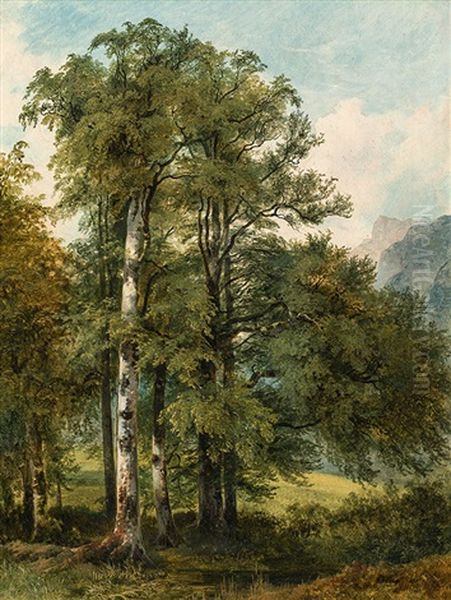 Waldlandschaft - view 1
