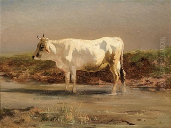 Stehender Weiser Ochse - view 1