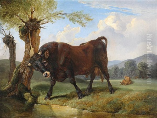 Stier Auf Der Weide - view 1