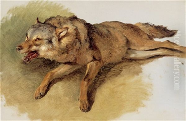 Liegender Wolf - view 1
