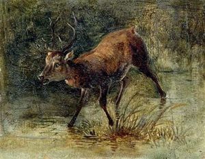 Hirsch Bei Der Tranke