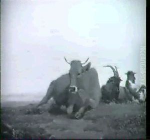 Liegende Tiergruppe In Weiter Landschaft Liegende Tiergruppe In Weiter Landschaft