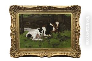 Ayrshire Calves In The Byre